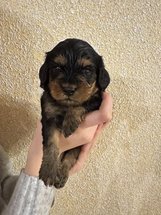 Cavapoo, pudel red i cavsloer king charles spaniel