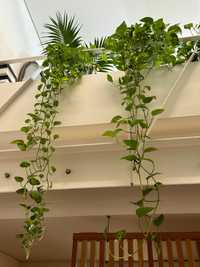 Planta Jiboia com mais de 2m de extensão (Epipremnum aureum)