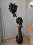 Planta embalsamada