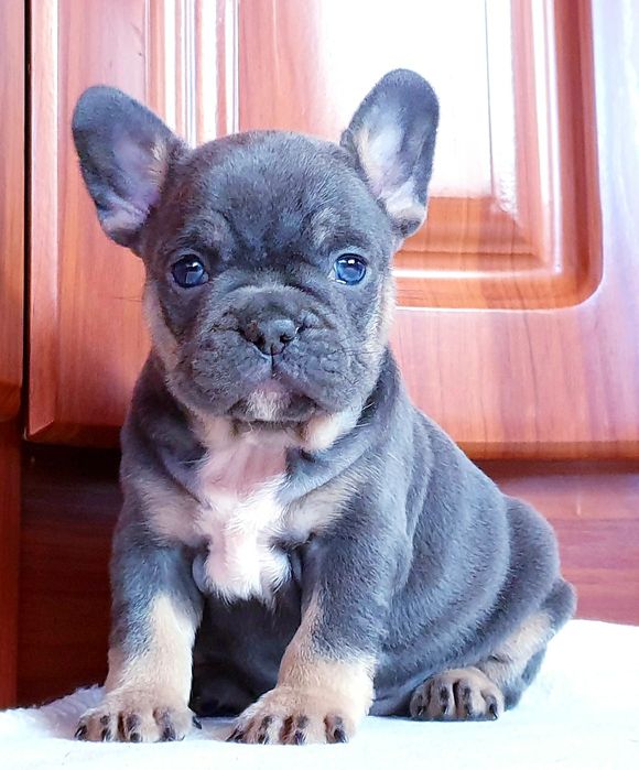 Super sunia buldog francuski