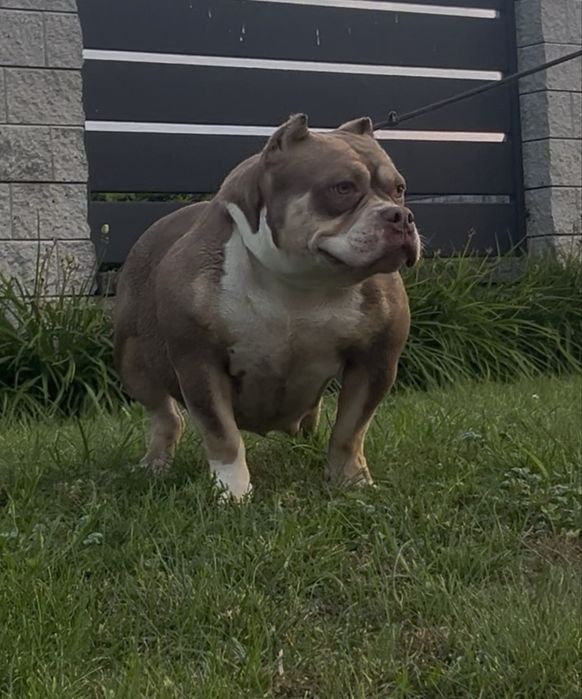 Anerican Bully ABKC pocket