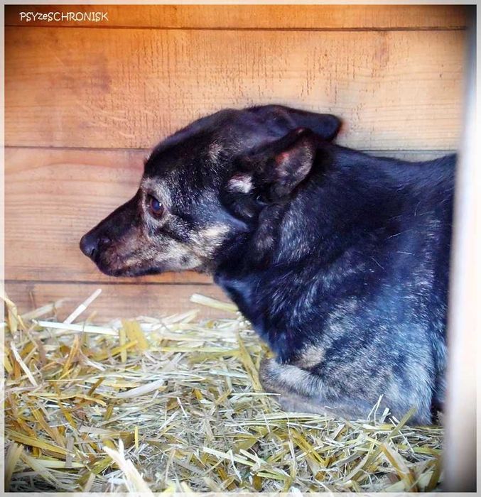 Bójka – przerażona, schowana przed światem potrzebuje pomocy