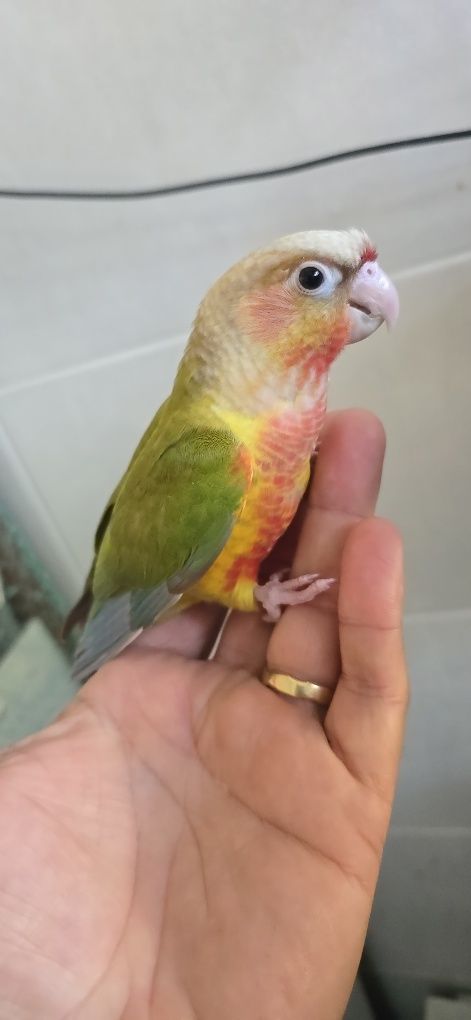 Várias aves domesticadas