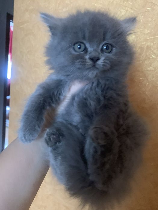 Кошенята Шотланців чекають на вас