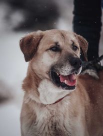 Malmo - nieśmiały psi kawaler pozna nową rodzinę ADOPCJA