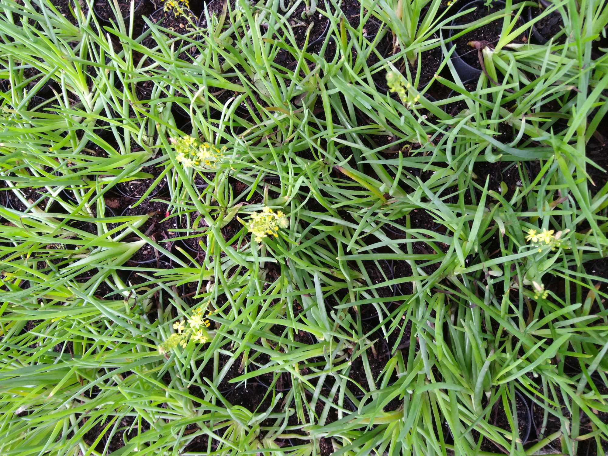 Plantas Bulbine frutescens