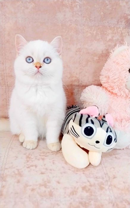 Дівчинка квіточка, неймовірно лагідна і ніжна