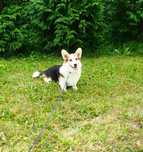 Welsh Corgi Pembroke piękny piesek tricolor ALO