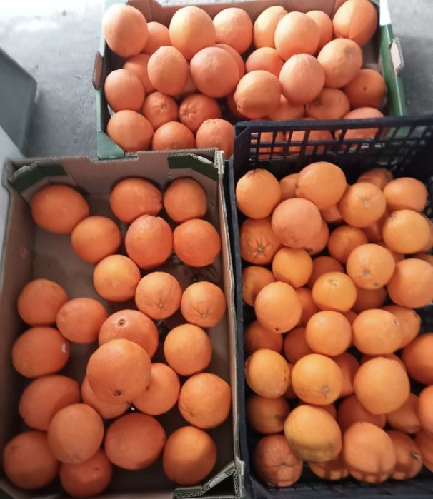 Laranjas e Tangerinas