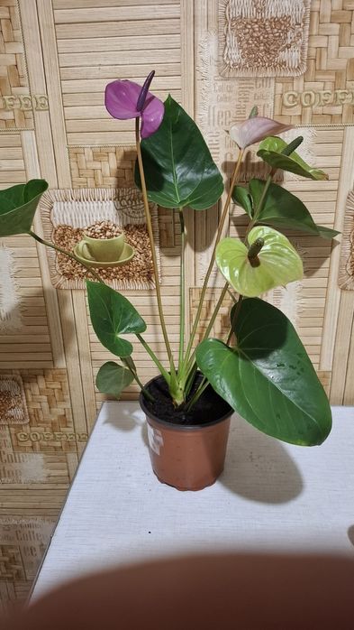 Антуриум(цветущий)