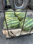 Продам кавун срочно опт