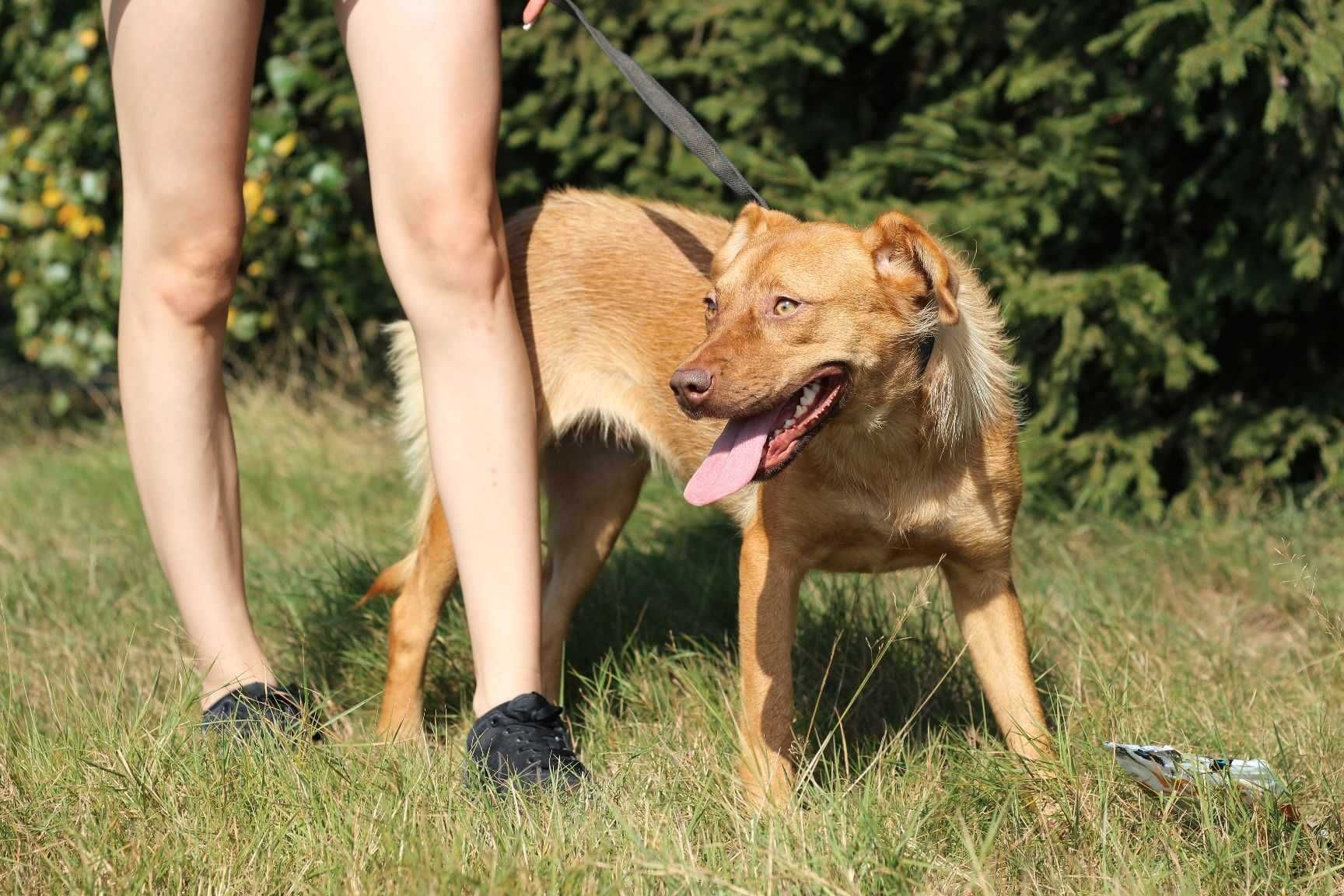 vandelopa poleca się do adopcji