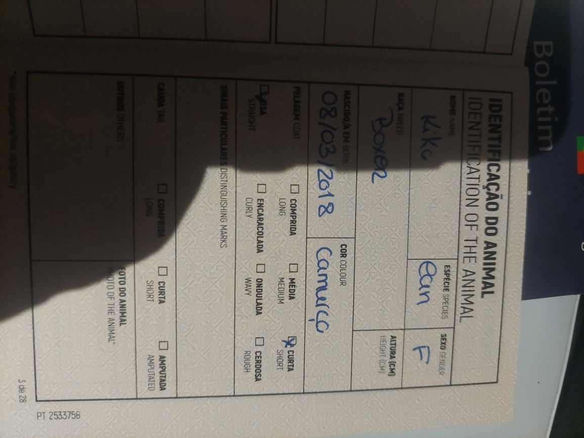 Lindo macho tigrado