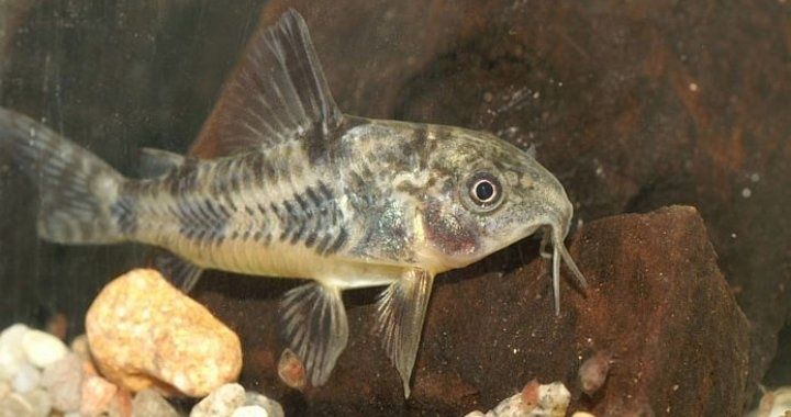 Kirys pstry - paleatus