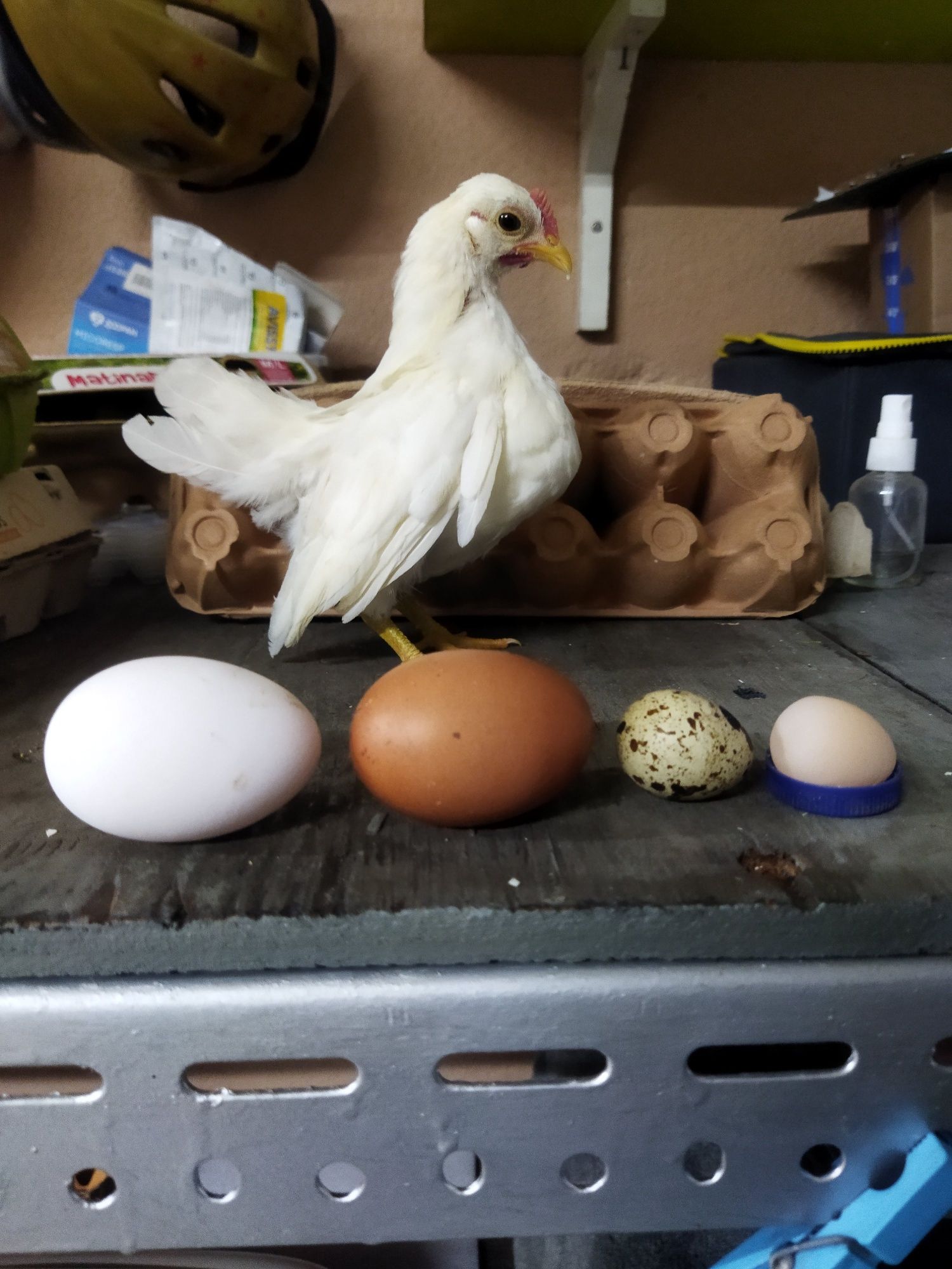 Galinhas raça Serama/Ovos