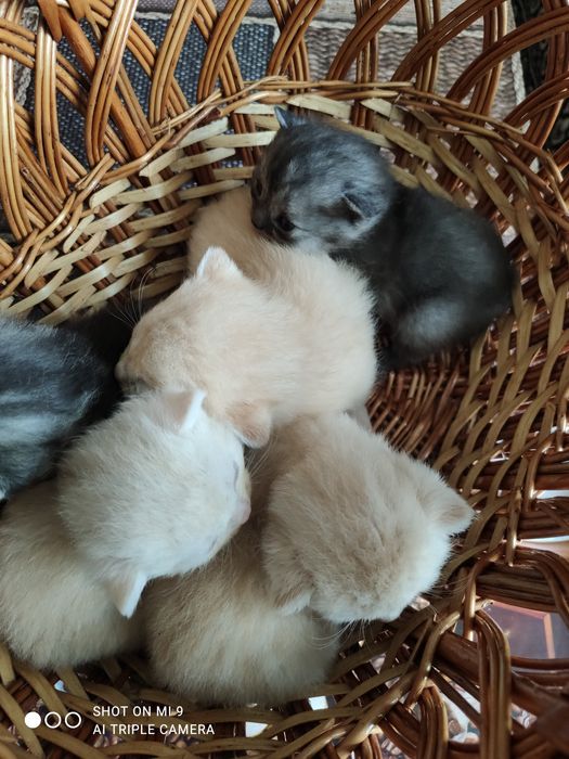 Шотландські кошенята.