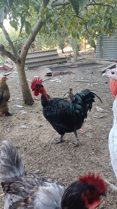 Vários Galos Do Campo