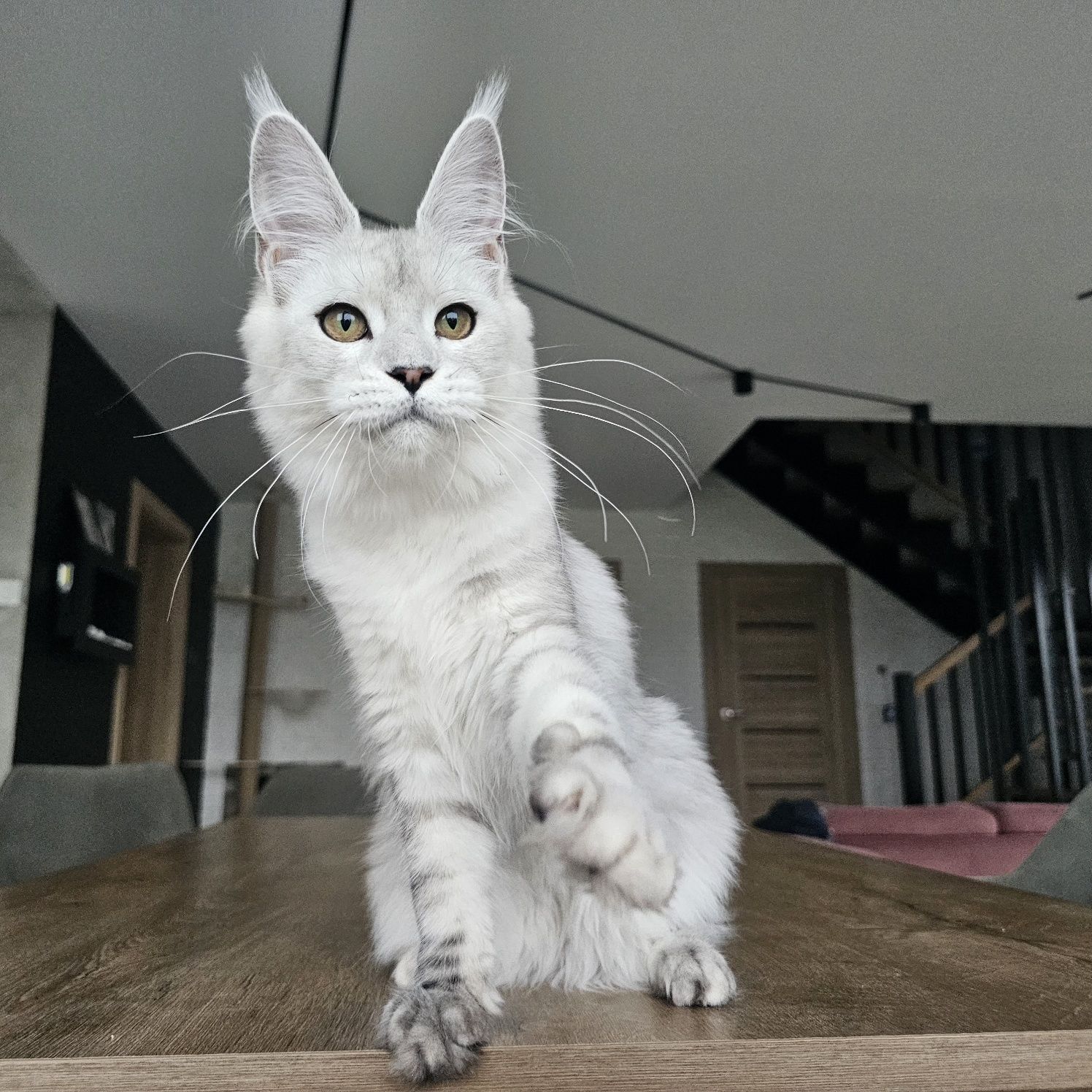 koteczka Maine coon rodowód fpl FIFe do hodowli