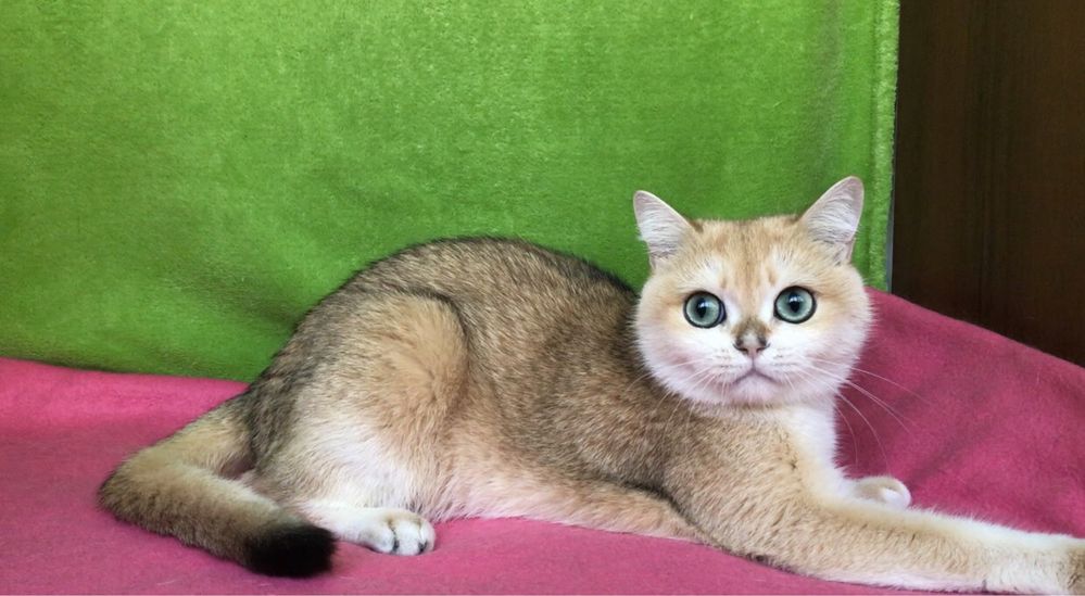 Золотая шиншилла. Девочка.