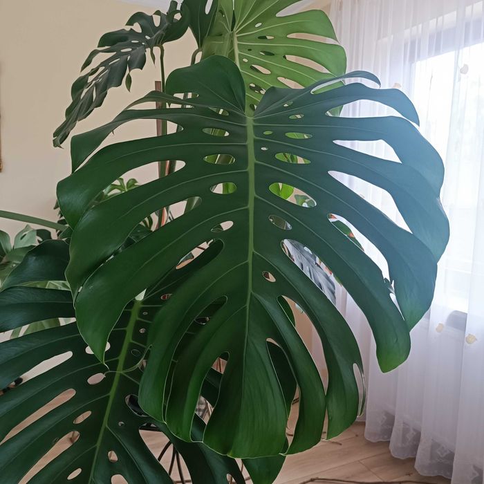Monstera wielkolistna