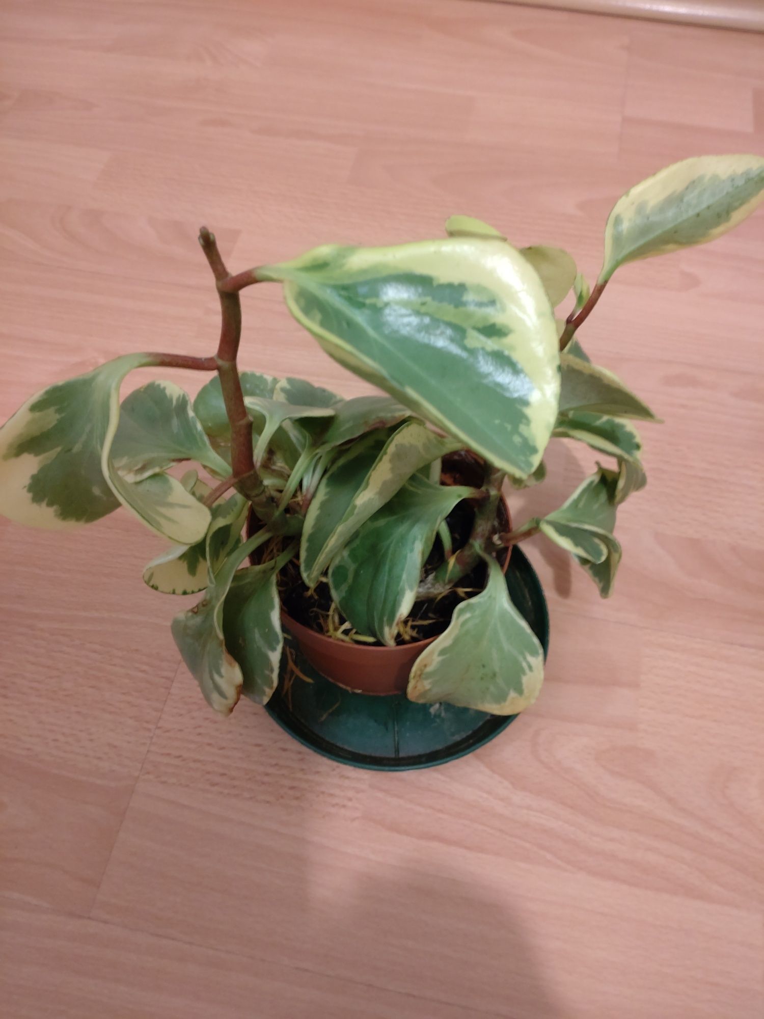 Peperomia obtusifolia Variegata