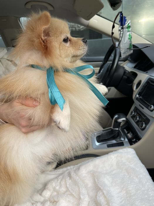 Ексклюзивні хлопчики Померанські шпіци з ідеальним характером