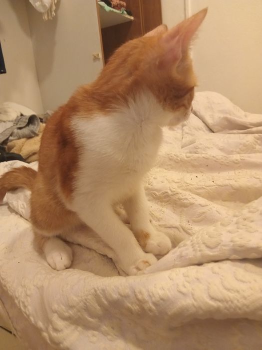 Adoção responsável