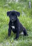 Apbt pit bull   american pit bull terrier