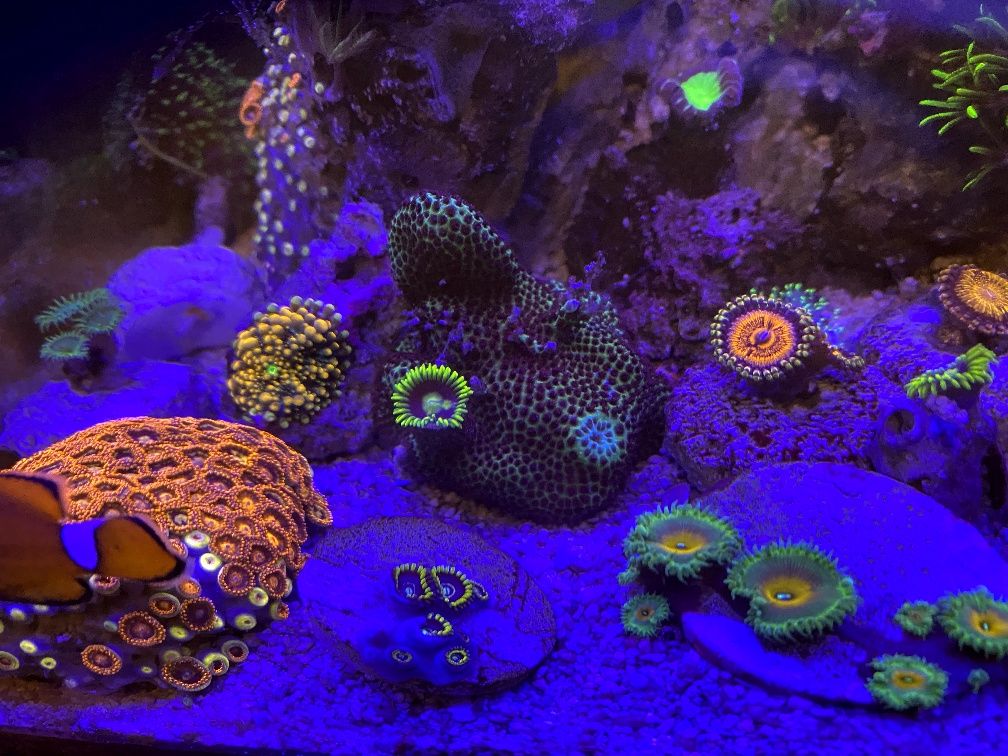 Montipora porites sps koral
