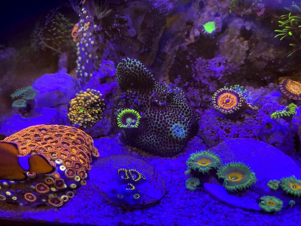 Montipora porites sps koral