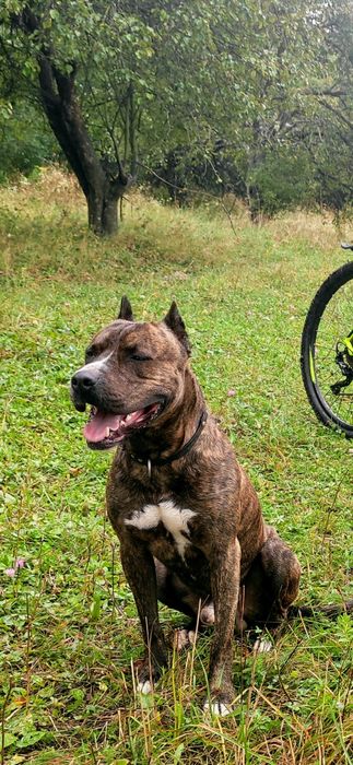 Вязка питбультерьера