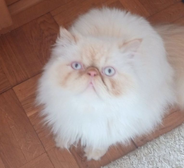 Молодой персидский котик, кот,котенок