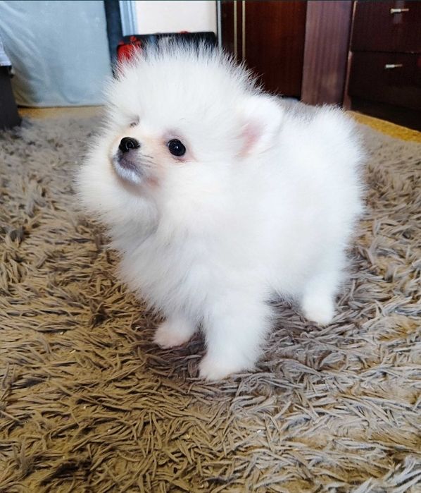 Ищем девочку для вязки