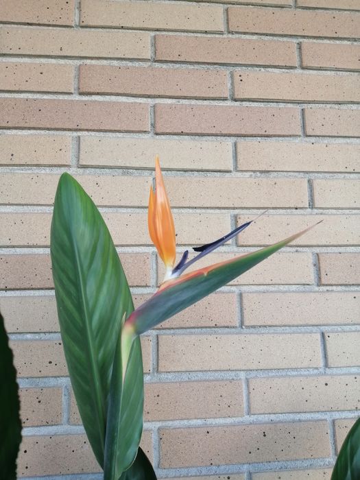 Estrelicia Reginae a dar flor.