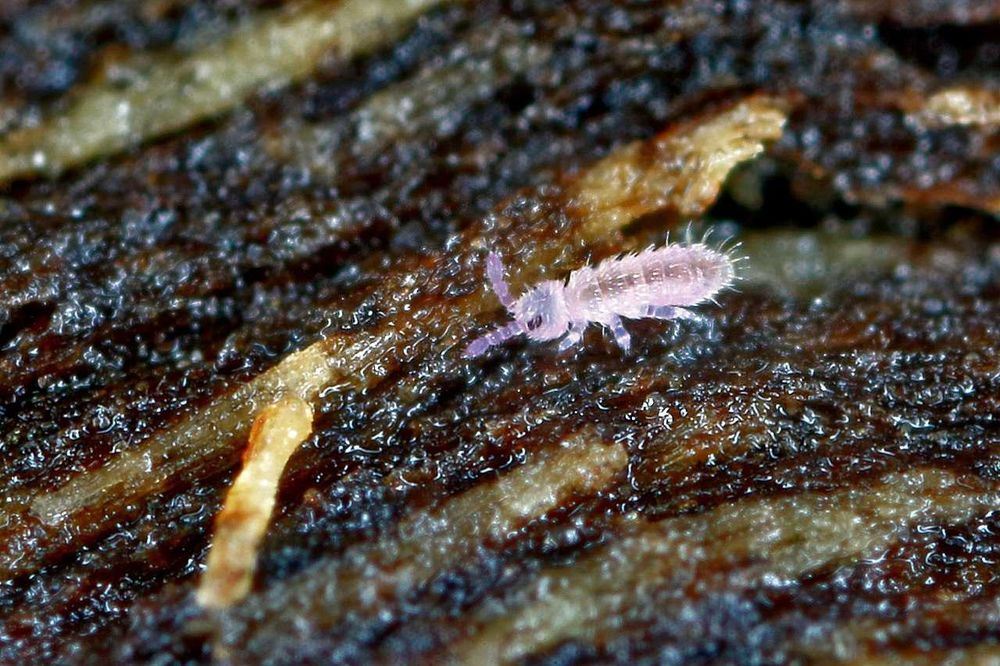 Alimento vivo Colembolo Folsomia candida Springtail Podura Seira sp