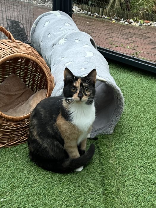 Oliwka piękna młodziutka kotka szuka domu