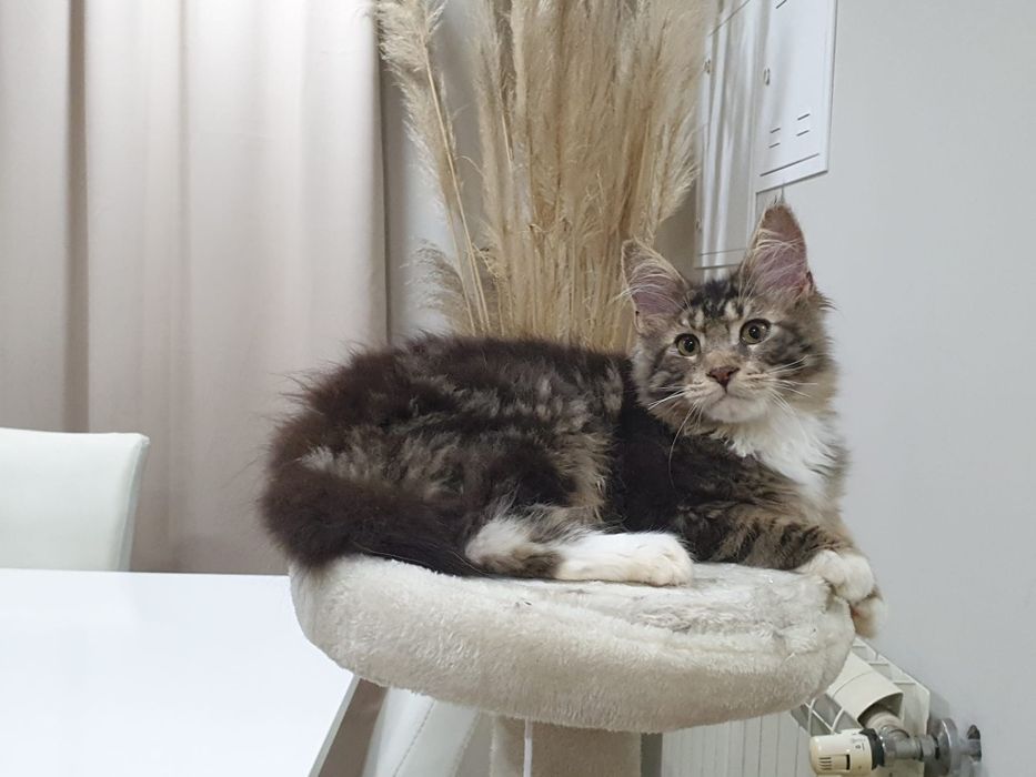 Macho Maine Coon com Lop