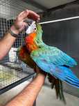 Venda de Aves Criadas à Mão – Arara, Papagaio e Cacatua Galah