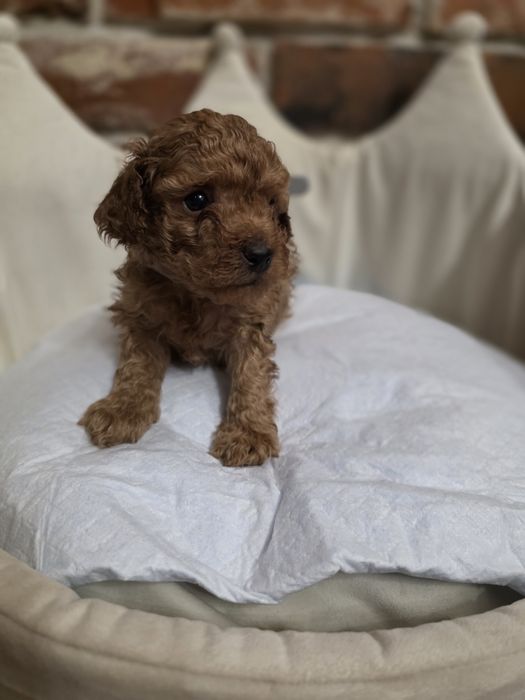 Pudelek toy chłopczyk red!