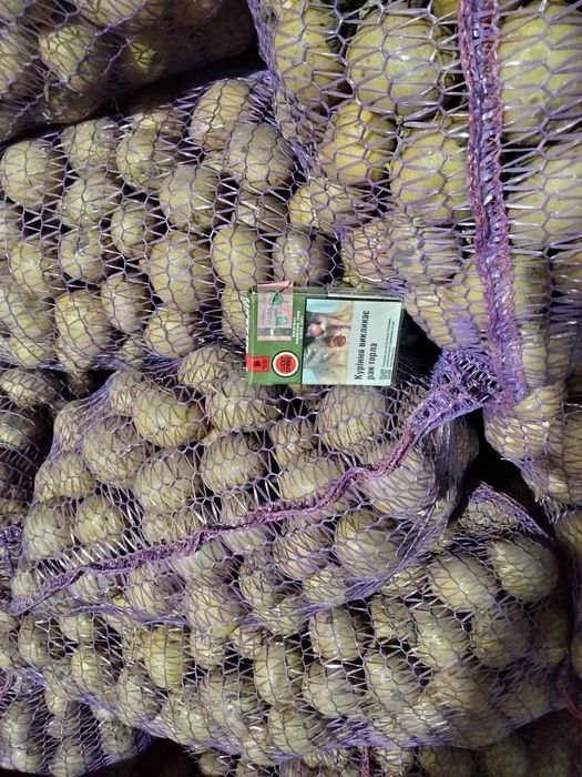 Продам насіннєву картоплю Гала