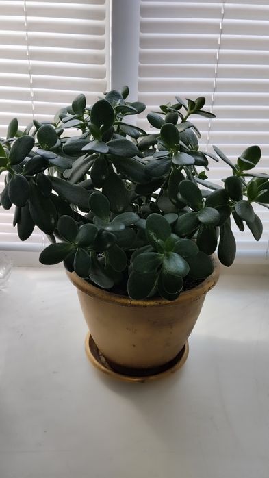 Кімнатна рослина,, денежне дерево