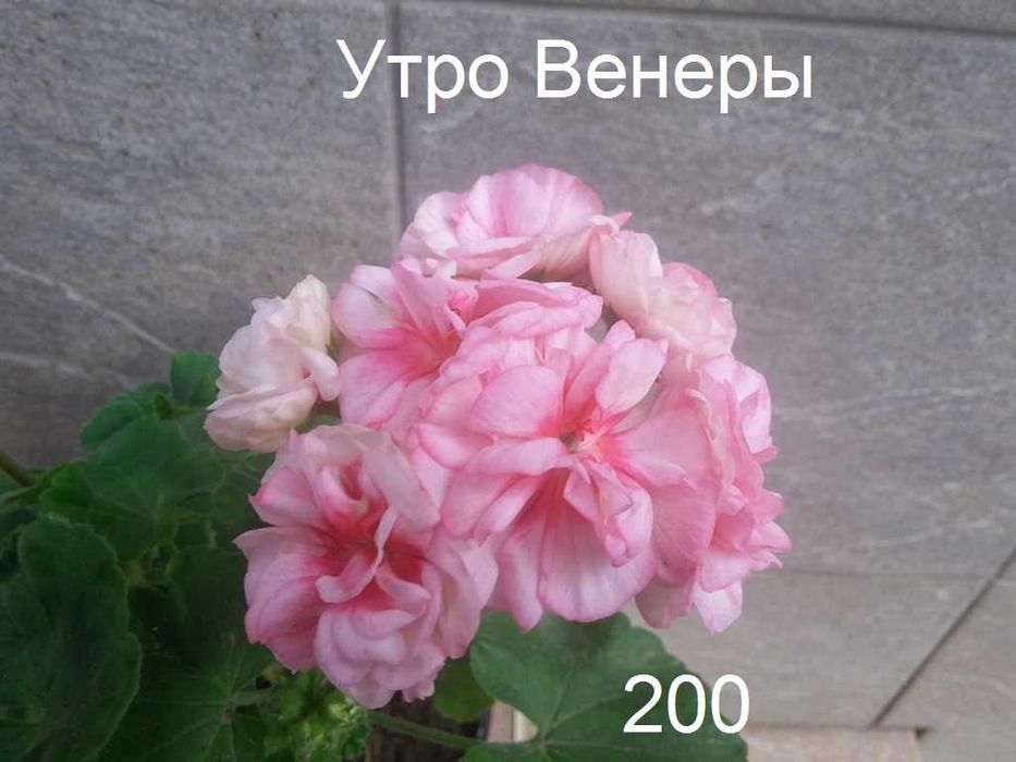 Сортовые пеларгонии