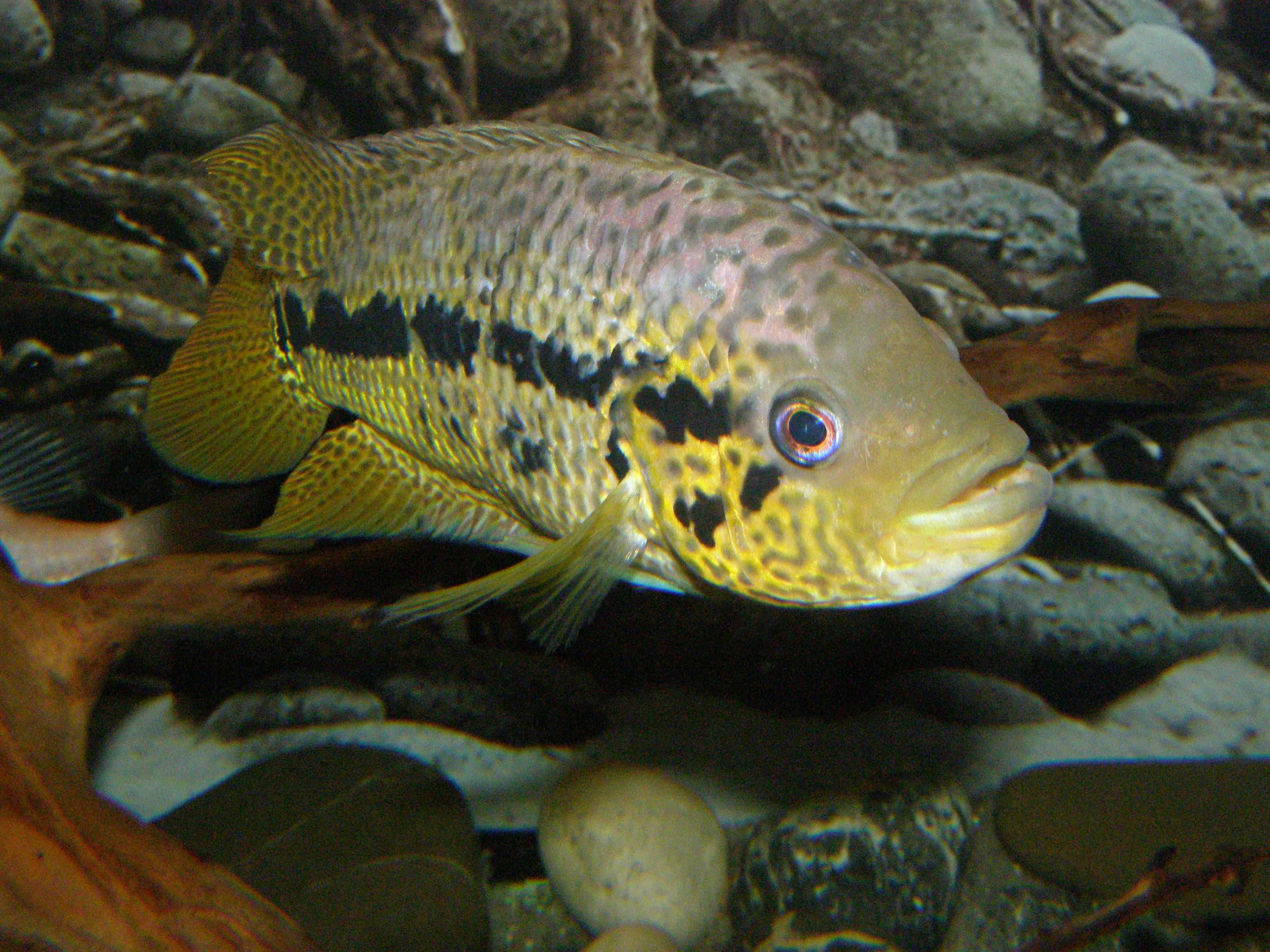 Цихлазома Луазеля, лат. Parachromis loisellei