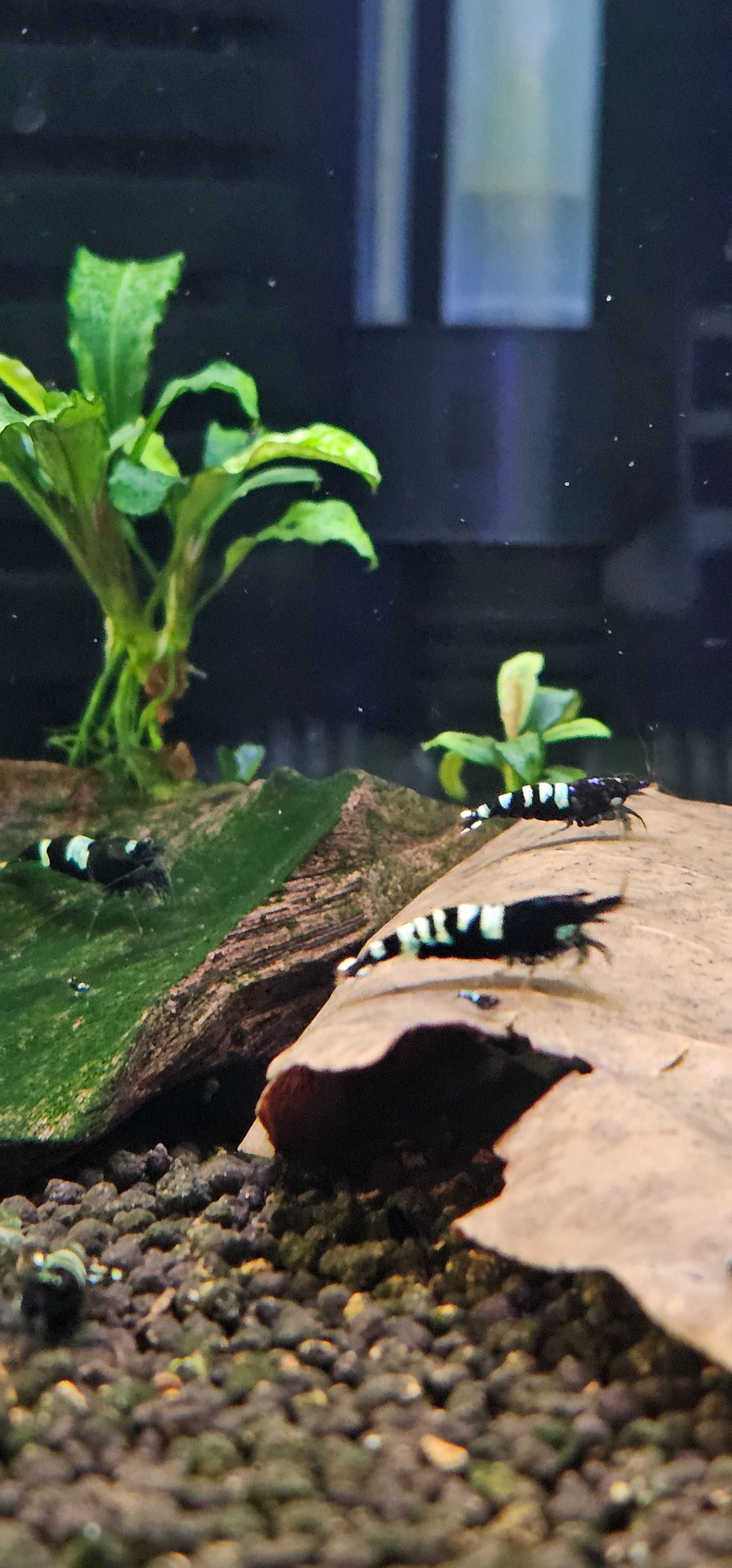 Krewetki Black Pinto 10szt. (Caridina)