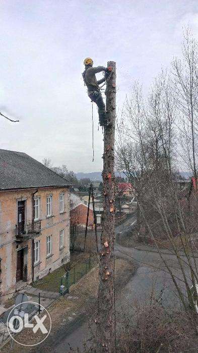 Wycinka drzew/rębak/frezowanie pni/podnośniki koszowe