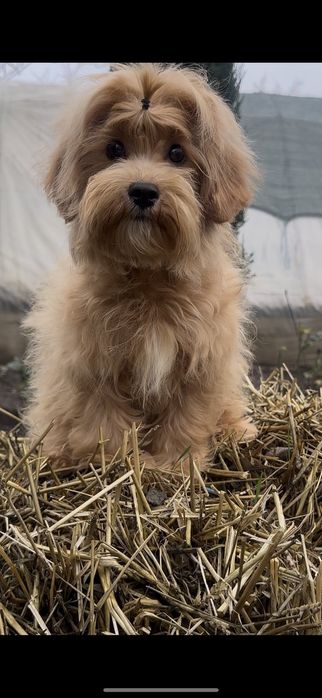 Шикарный мальчуган