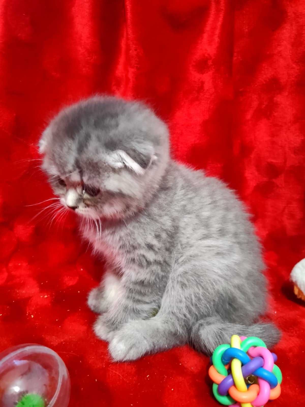 Шотландка с документами"Scottish Fold"окрас Вискас