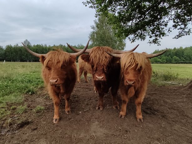 Sprzedam krowy szkockie highland cattle