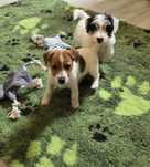 Jack Russell Terrier ZKwP FCI