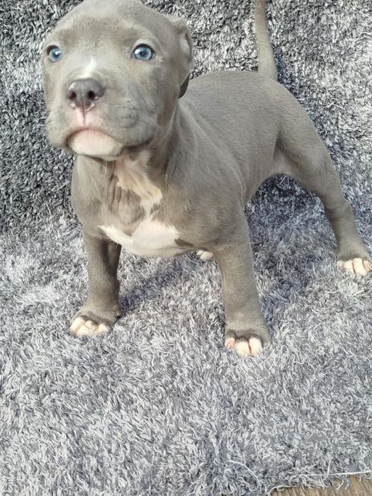 Piękny mocny Amstaff